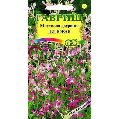 маттиола двурогая сенсация звёздного неба. маттиола двурогая ночная фиалка. маттиола двурогая выращивание из семян. маттиола двурогая выращивание из семян.