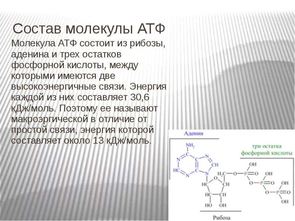 Количество цепей атф. Состав молекулы АТФ. Строение молекулы АТФ аденин. АТФ фосфорная кислота. Химическая формула молекулы АТФ.