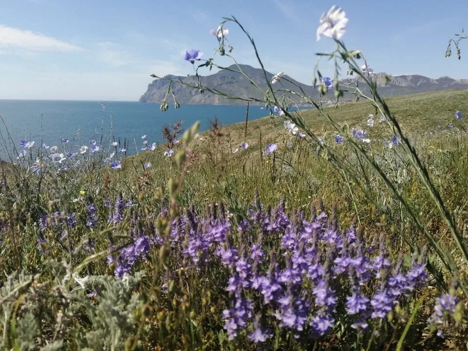 Май в Крыму. Ветер в Крыму. Погода в Крыму. Ярки май в Крыму. Погода крымская область