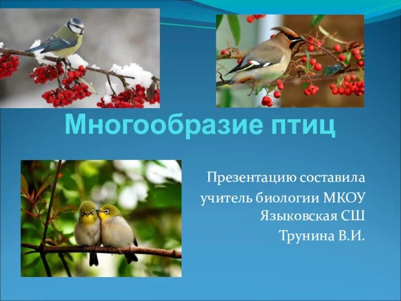 Многообразие и значение птиц презентация. Многообразие птиц. разнообразие птиц презентация. класс птицы многообразие. презентация по биологии 7 класс многообразие птиц.