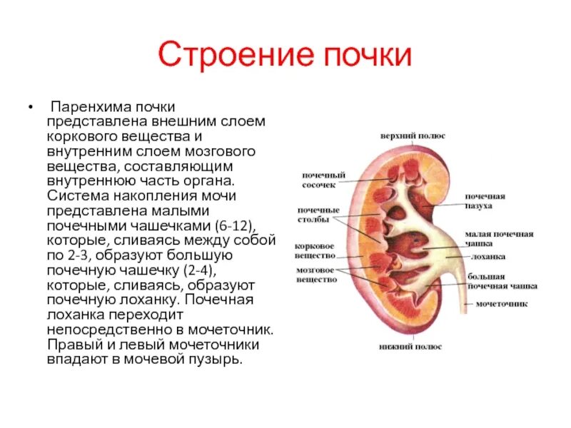 Стенки лоханки. Строение паренхимы почки анатомия. Структура паренхимы почки. Паренхима почки функции. Средняя треть паренхимы почки.