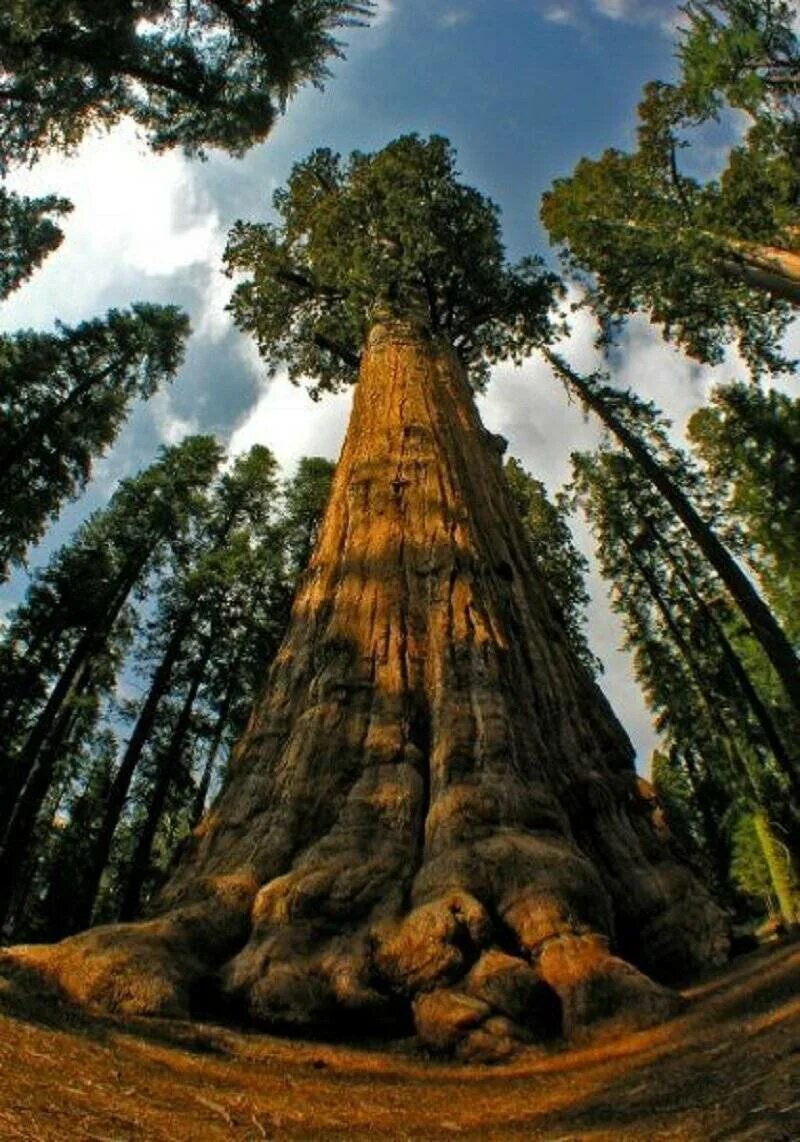 Могучие стволы. Калифорнийская Секвойя Гиперион. Дерево Гиперион Редвуд. Секвойя дерево Гиперион. Секвойя дерево гигант.