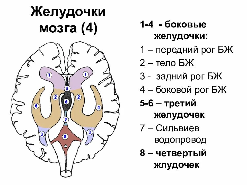 Желудочки головного мозга строение. Строение боковых желудочков головного мозга. Боковые желудочки строение. Конечный мозг желудочки строение. Затылочные рога