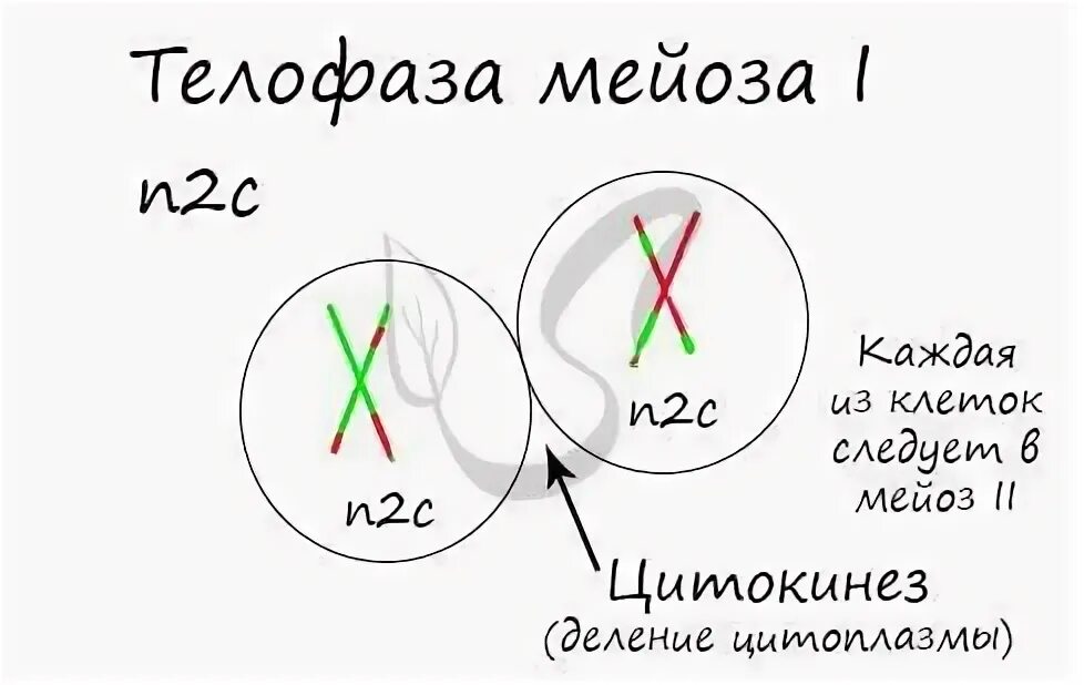 Телофаза 2 характеристика фазы расположение хромосом Что происходит перед митозом