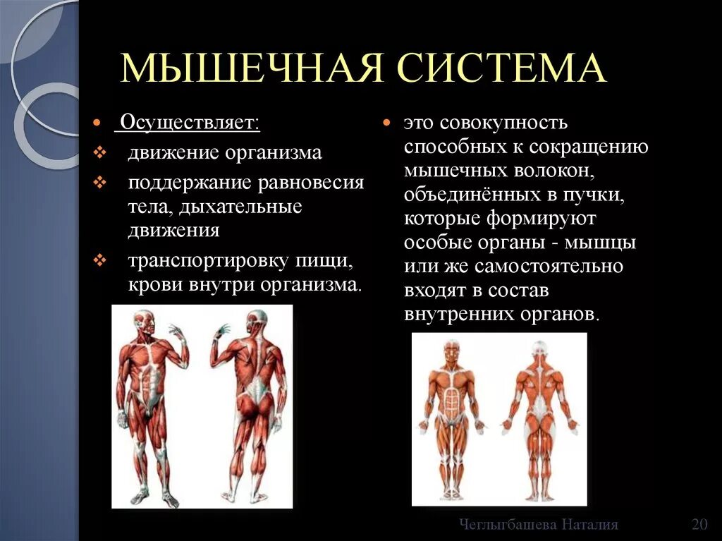 Мышечная система какие органы входят. Функции костно-мышечной системы. Мышцы человека презентация. Система строение мышц. Функции мышечной системы человека.