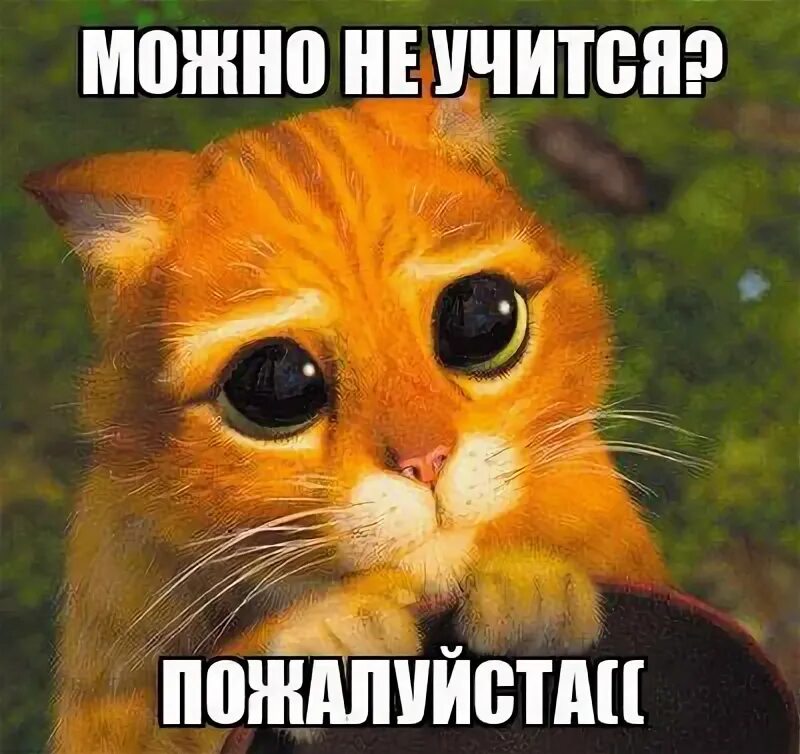 Твои сапоги. Стесняюсь спросить а бухать будем картинки смешные. Открытка стесняюсь спросить а бухать будем. Стесняюсь спросить а бухать будем картинки смешные гифки. Картинка стесняюсь спросить а бухать.
