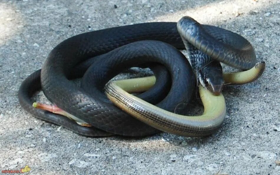 Почему змея ест. Черная Муссурана. Змеи поедатели змей.