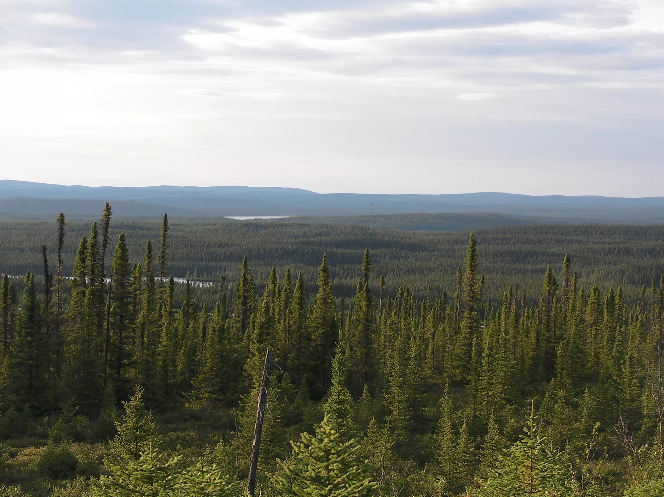 Туим Тайга. Trans Taiga Quebec. Тайга 2d.