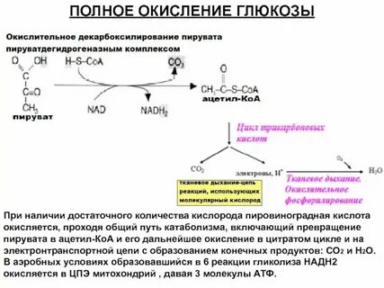 Бескислородное окисление глюкозы до пировиноградной кислоты