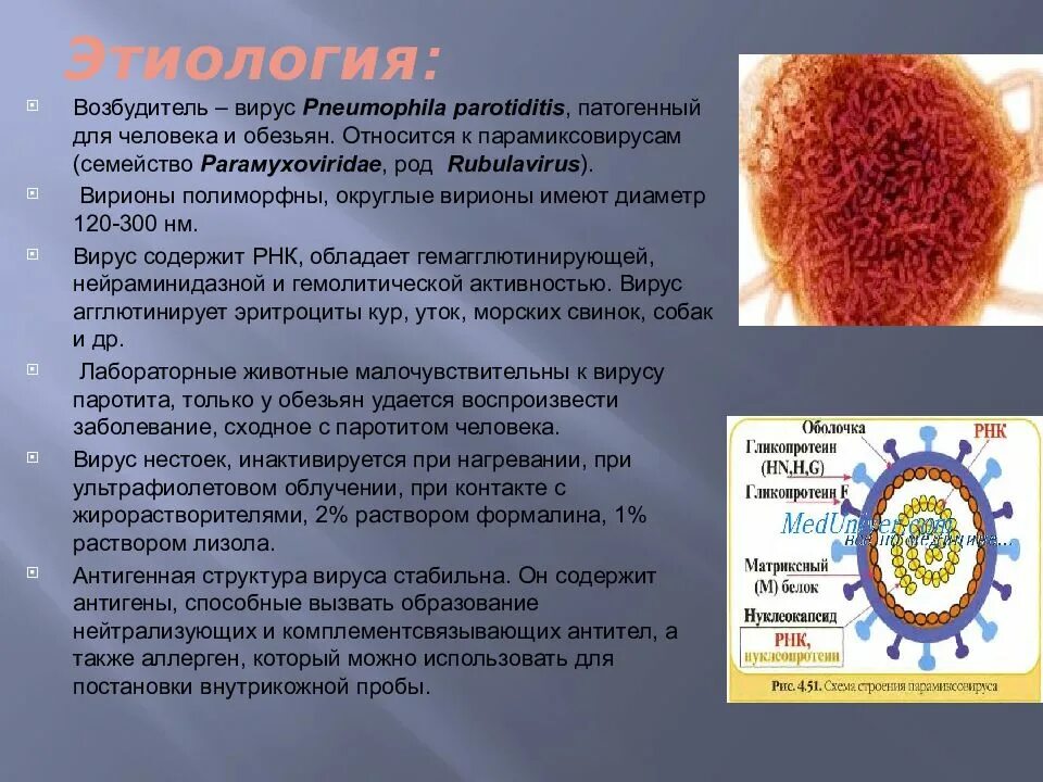 Вирус возбудителя кори. Возбудитель паротита микробиология. Вирус цитомегалии и эпидемического паротита. Эпидемический паротит возбудитель. Вирус паротита антигенная структура.