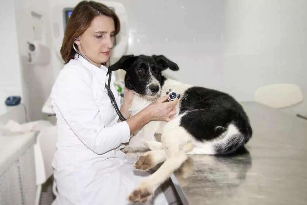 Ветеринар. Клиническое исследование животных. Домашние животные в ветклинике. Клиника для бездомных животных.