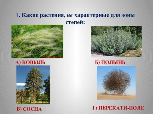Какие растения характерны для степей россии. Для растений степи характерны. Какие деревья растут в степи. Растения степи деревья. Деревья в степи названия.