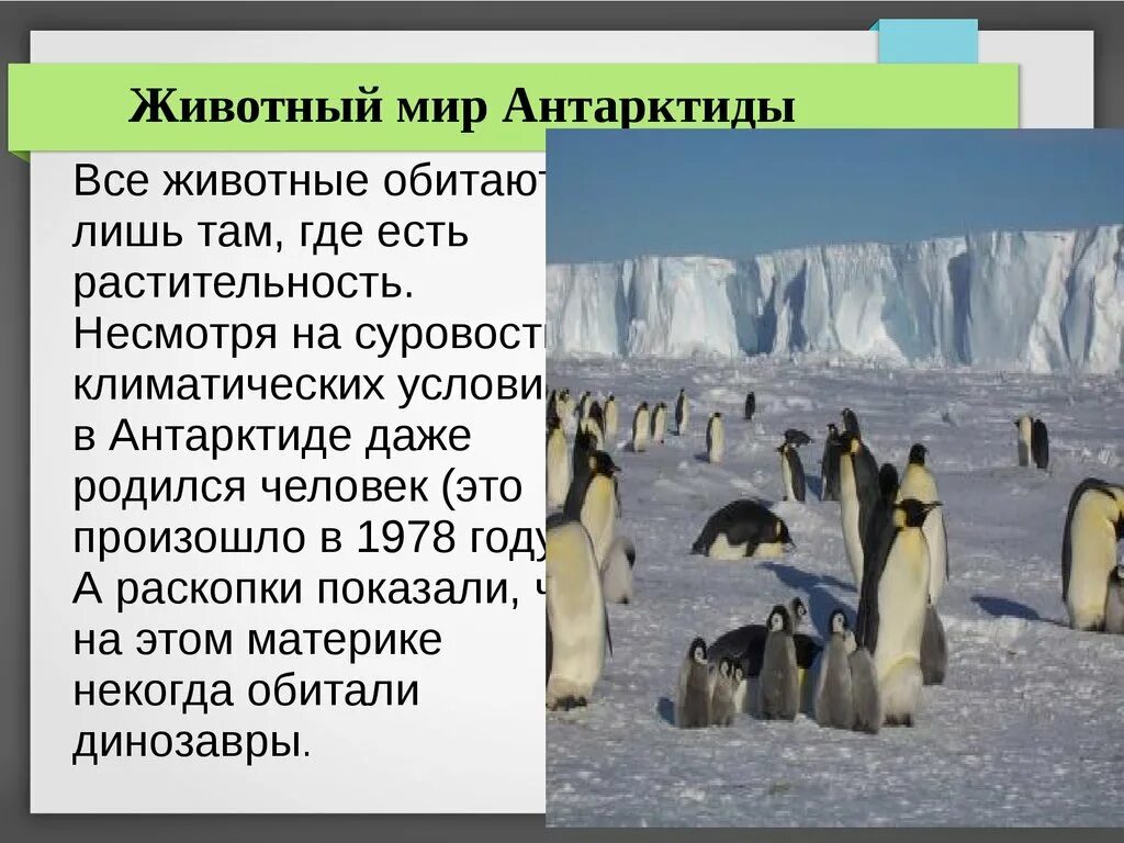 Сообщение о животных антарктиды. Животный мир Антарктиды. Приспособление животных в Антарктиде. Антарктида животные и растения. Информация о животных Антарктиды.