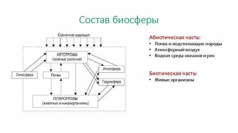 Абиотические компоненты экосистемы
