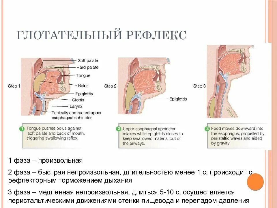 Глотательный рефлекс рабочий орган. Глотательный рефлекс описание. Схема глотательного рефлекса. Нарушение глотательного рефлекса.