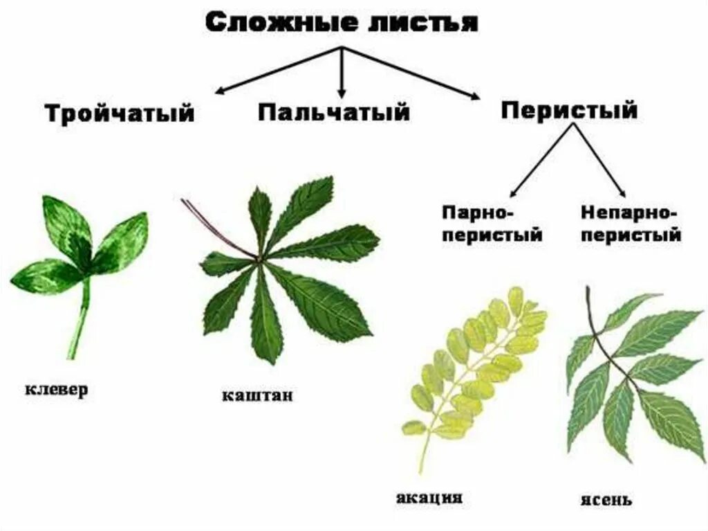 Строение листа примеры. Люпин жилкование. люпин жилкование листа. морфология сложного листа. тройчатые пальчатые и перистые листья.