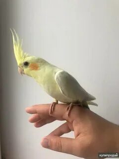 Зачем кореллы