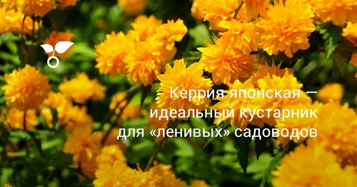 Японская керрия кустарник. Керрия японская пленифлора. Керрия японская описание кустарника. Куст японская керрия. Керрия японская пленифлора.