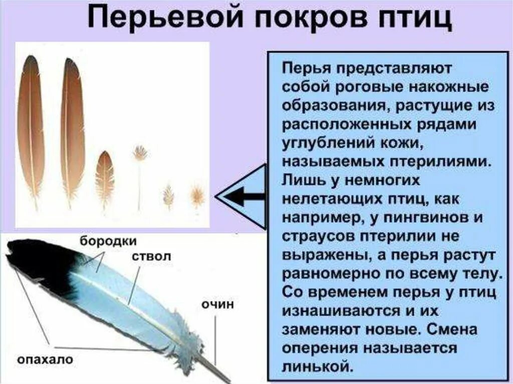 Естественный процесс смены шерстного и перьевого покрова. Перьевой Покров птиц. Строение перьевого Покрова. Покровы тела птиц. Строение перьевого Покрова птиц.