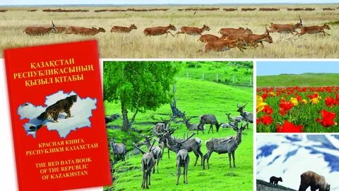 Анальный секс с сперму в жопу