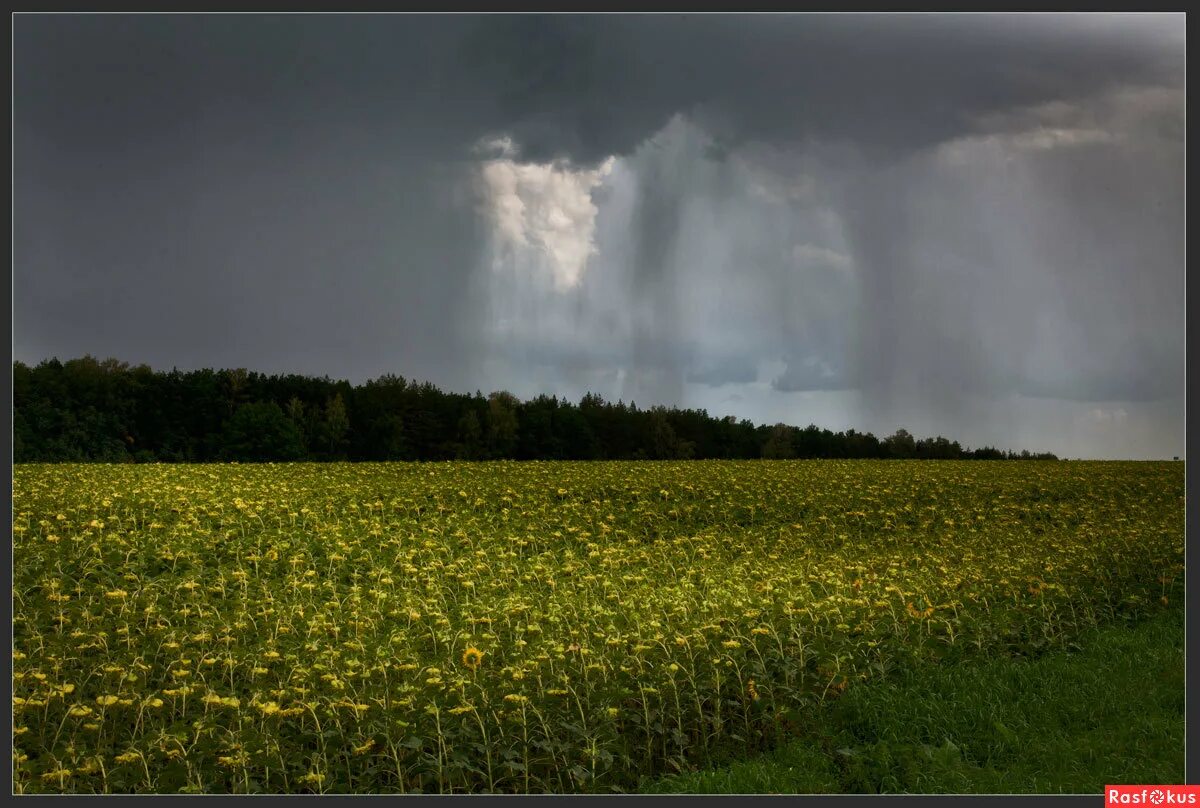 После летнего дождика луга и леса покрываются. Природа перед грозой. Природа после дождя. Дождь летом. Природа перед дождем.