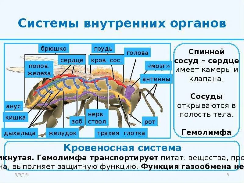 Сравните внешнее и внутреннее строение. Внутреннее строение насекомых. система внутренних органов. гемолимфа насекомых. полость тела насекомых.
