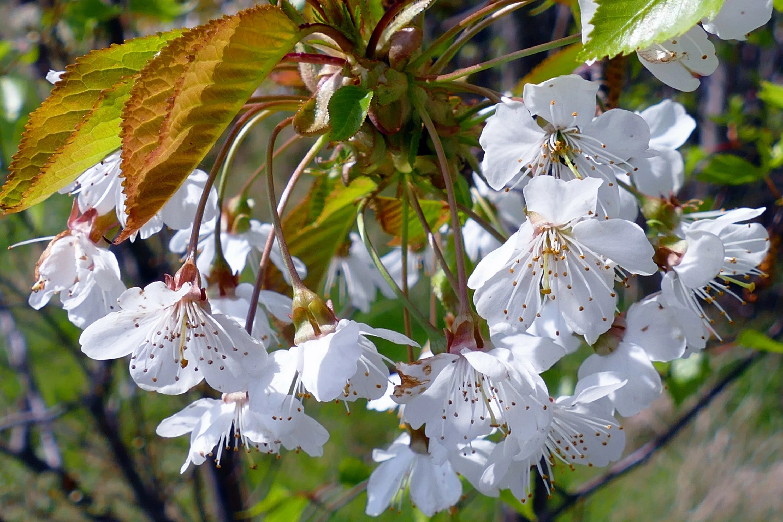 White spring. Летнее цветение. Цветы белые весной распускаются. Цветение вишни с листьями.