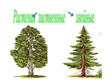 Тест сосна