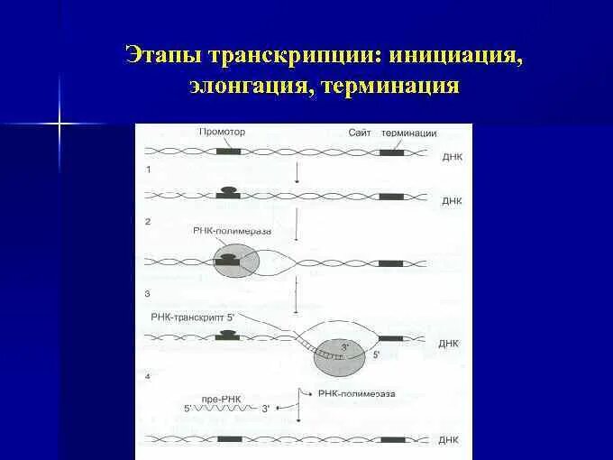 Инициация транскрипции у эукариот. Схема этапы биосинтеза РНК инициация элонгация терминация. Элонгация транскрипции у эукариот. Транскрипция инициация элонгация. Установите последовательность этапов транскрипции присоединение