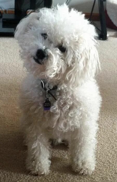 Бишон болоньез мальтийская болонка. Бишон фризе мальтипу. Болонка бишон фризе. Бишон фризе мальтипу. Бишон фризе породы собак.