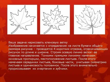 Ширина листа клена