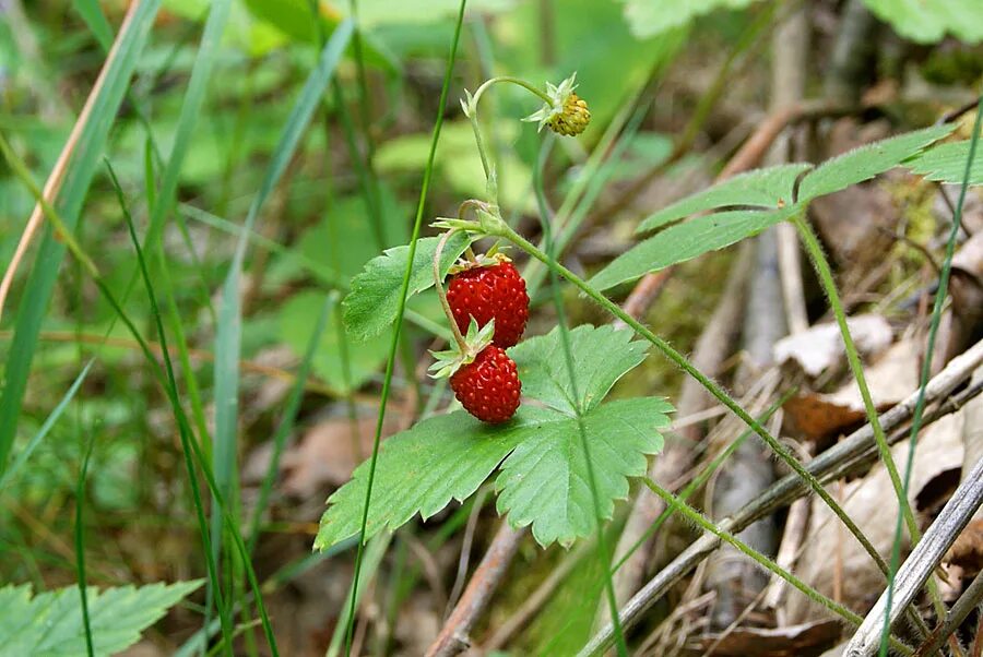 Земляника лесная. Земляника лесная уральская. Сегодня день земляники. Земляника в лесу пошла. Ягоды подмосковья.