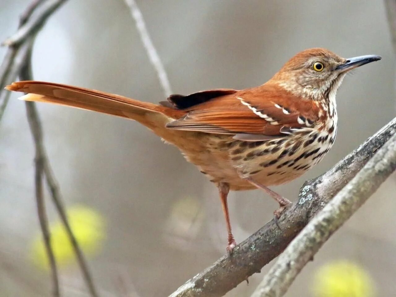 Птица с полосатым оперением. Brown Thrasher птица. Золотистый Дрозд. Коричневая птичка с рыжеватым хвостиком. Коричневая птичка с длинным хвостом.