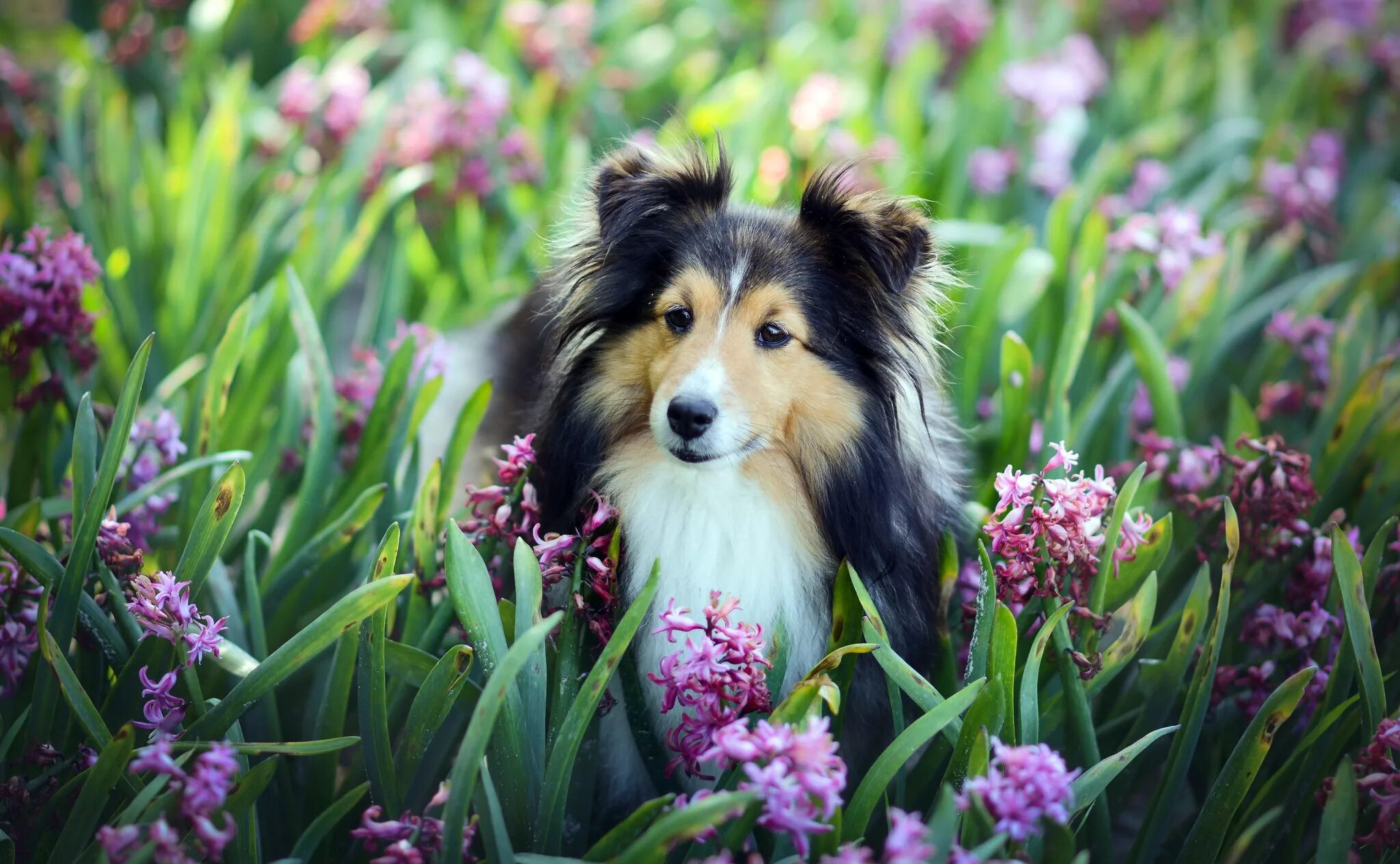 Шелти и спаниель. Шелти собака. Колли. Шелти и цветы. Фотки красивых собак
