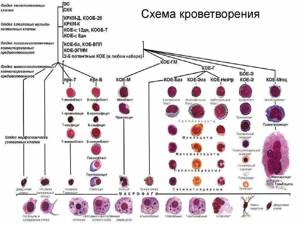 Деление клеток крови