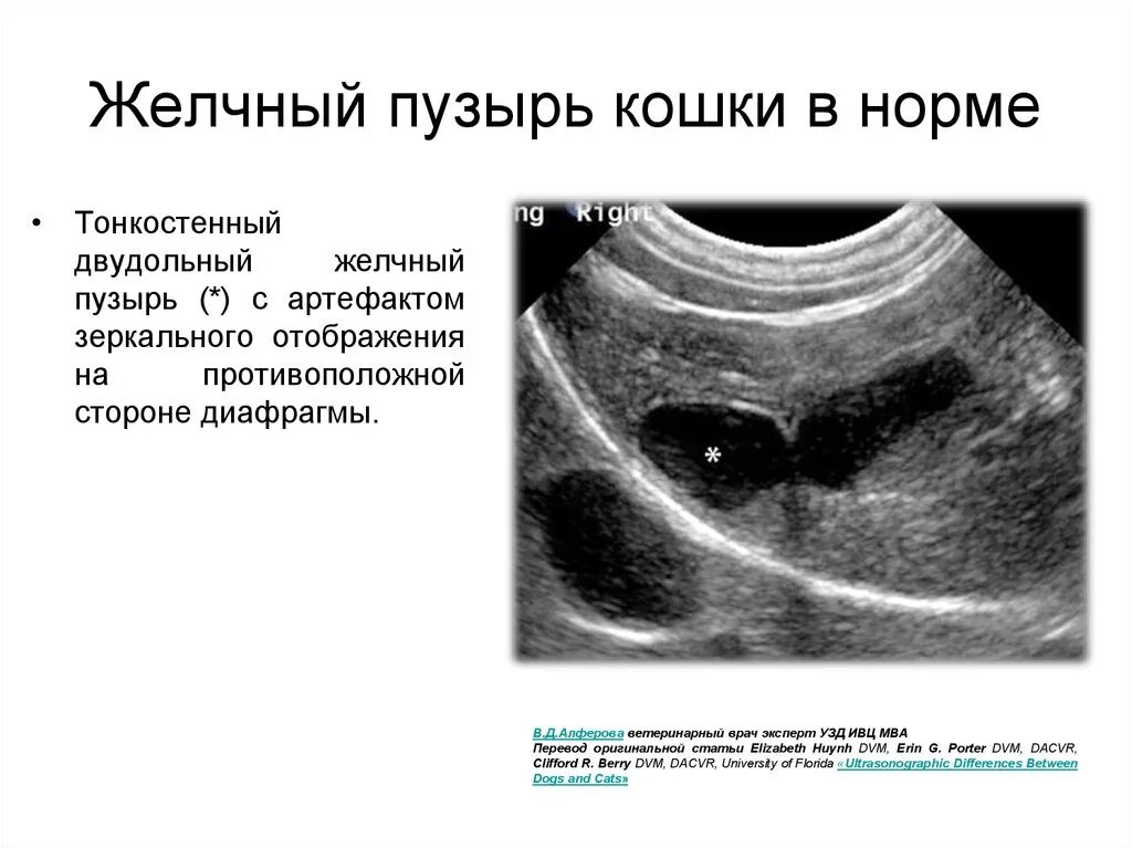 Желчный пузырь у кошек. УЗИ Размеры желчного пузыря в норме. Толщина стенки желчного пузыря в норме. Стенка желчного пузыря норма на УЗИ. Атония желчного пузыря на УЗИ.