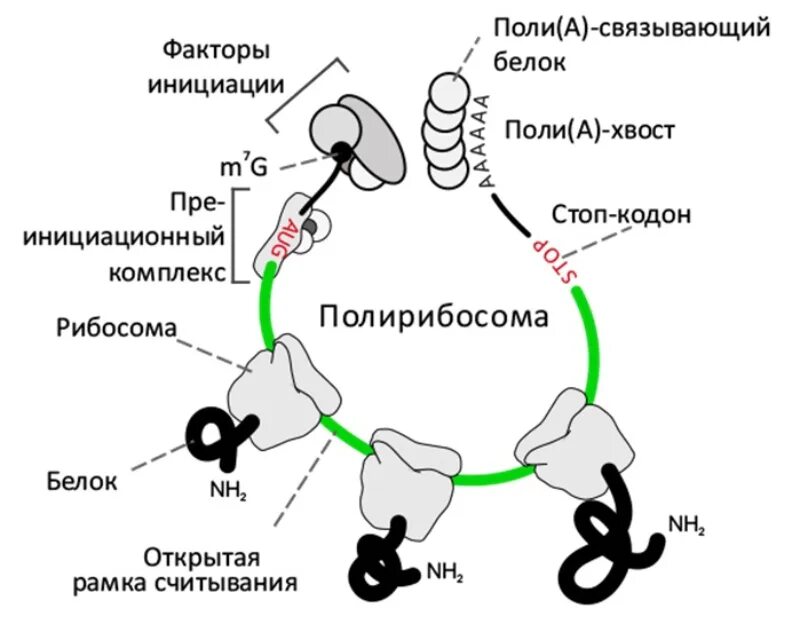 Какую функцию выполняют рибосомы синтез белков. Строение полисомы. синтез белков на полисоме. синтез белка на рибосомах. роль рибосом в синтезе белка.