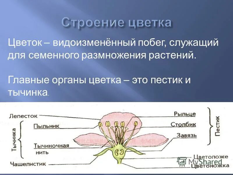 Мужской и женский органы цветка