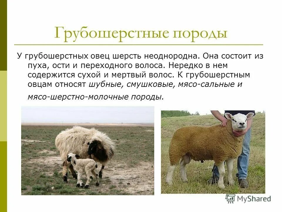 Типы шерсти овец. Грубошерстные породы овец. породы овец грубошерстного направления. шерсть грубошерстных овец. характеристика пород овец.
