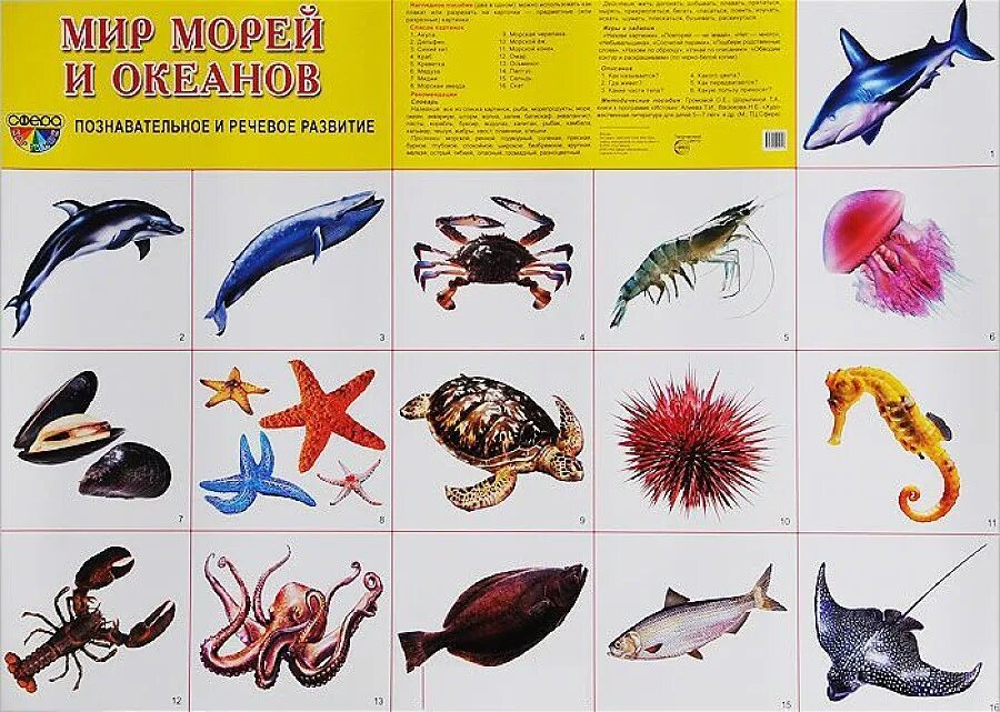Водные обитатели для детей. Карточки обитатели морей и океанов. Морские обитатели с названиями для детей. Карточки морские обитатели. Животные морей и океанов для детей.