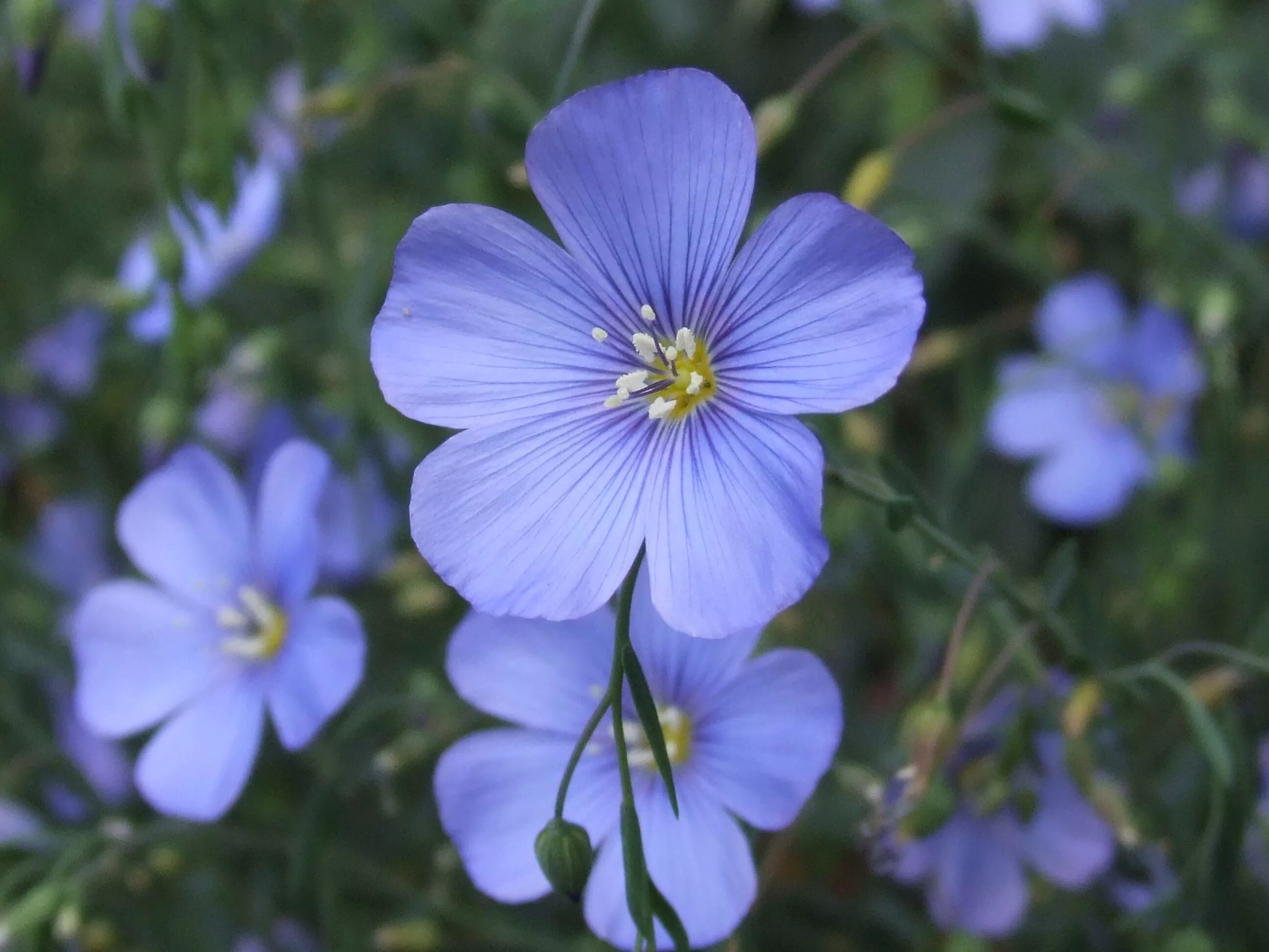 Лен многолетний Небесная лазурь. Лен многолетний Linum perenne. Лен многолетний Linum perénne. Лён многолетний – Linum perenne l..