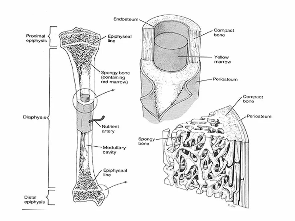 Полости губчатого вещества кости заполнены. Схема строения трубчатой кости. Губчатая и трубчатая кость строение. Строение длинной трубчатой кости анатомия. Строение губчатой кости человека схема.