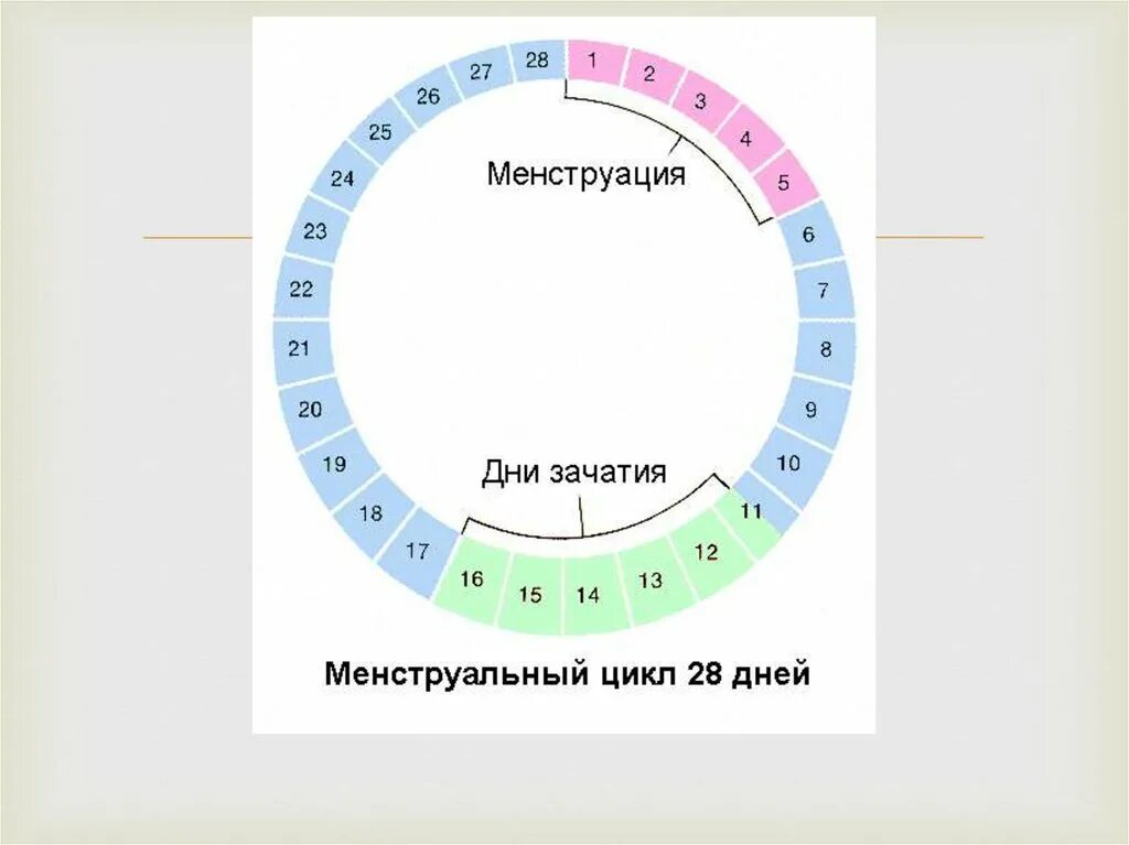 Месячные каждые сколько дней. Дни для зачатия. Менструальный цикл. Дни менструального цикла. Календарный цикл месячных.