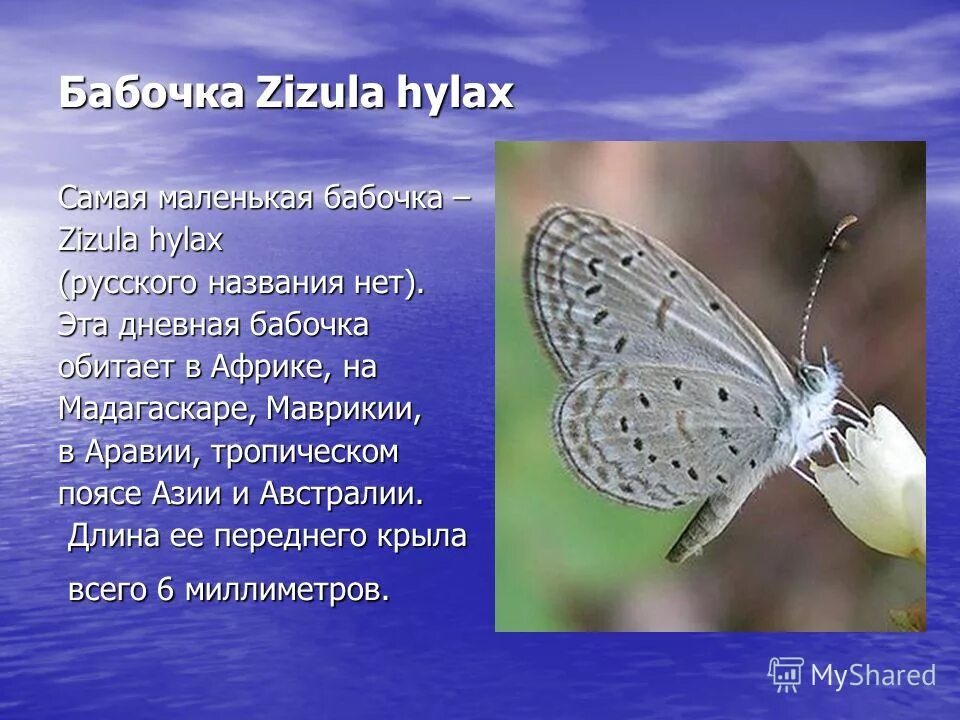 описание бабочки на английском. описание бабочки на английском. описание бабочки на английском. описание бабочки на английском. сообщение о бабочке.
