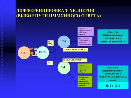 Т лимфоциты роль в иммунном ответе