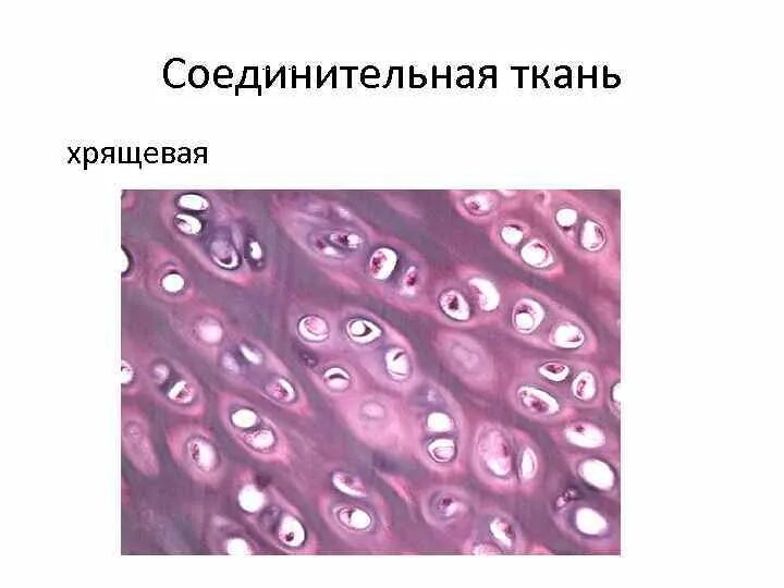 Соединительные ткани хрящ межклеточное вещество. Хрящевая соединительная ткань строение. Хрящевая ткань это соединительная ткань. Хрящевая соединительная ткань строение и функции. Хрящевая ткань животного