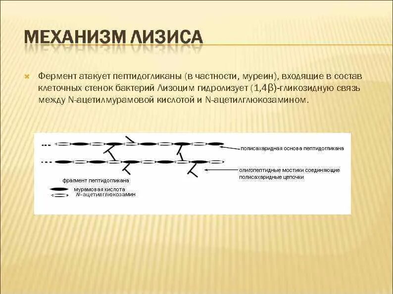 Содержит муреин участие в перемещении кольцевая. Ферментативный лизис. Лизоцим антимикробный механизм. Ферментативный лизис клеток. Лизис клеток это.