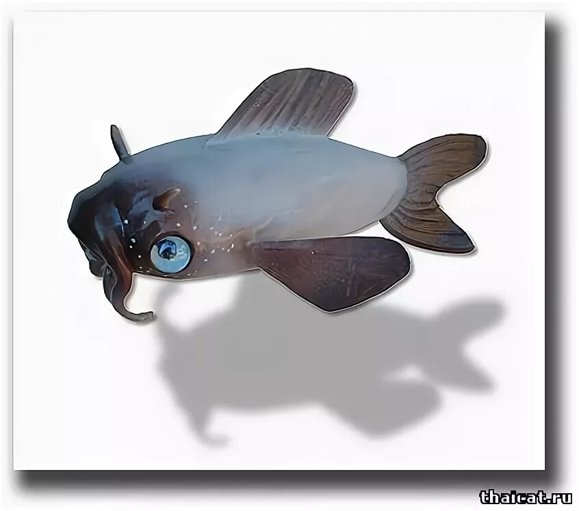Сиамская касатка. Сом Касатка Сиамская. Сиамская Касатка аквариумная. Касатка Сиамская аквариумная рыбка. Сомик Касатка Сиамская.