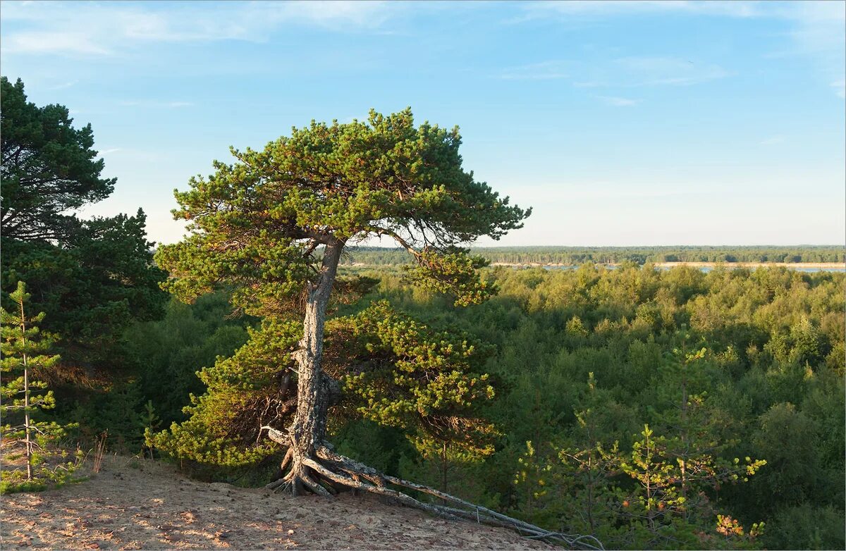 Сосна в Лапландском заповеднике. Сосны Фриза Лапландский заповедник. Сосна Фриза Мурманская область. Сосна Лапландская (Фриза). Растет ли ель в тундре