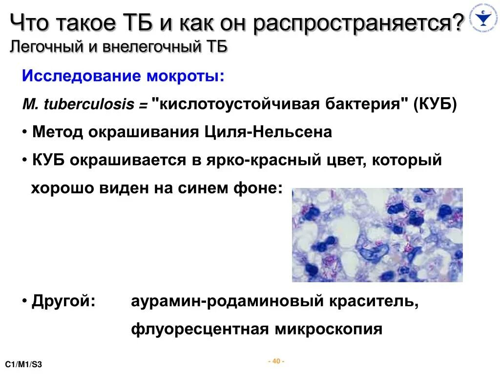 Исследование мокроты на куб. Микроскопическое исследование мокроты. Микроскопия мокроты на кислотоустойчивые бактерии. Микроорганизмы в мокроте.